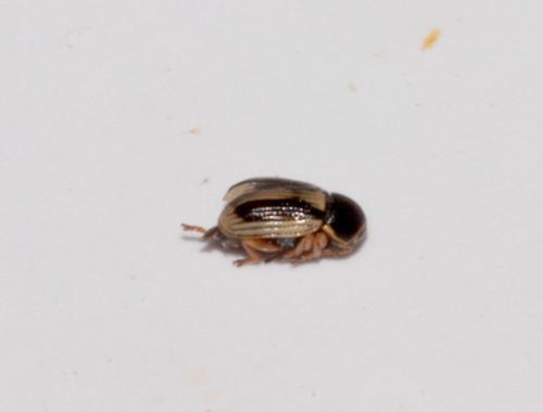 Réf. 234 759 : Cryptocephalus pygmaeus